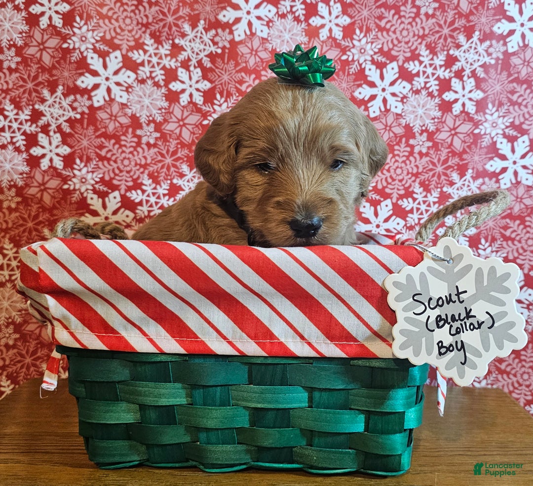 Mixed Breed dogs for sale: Scout - Ad 1