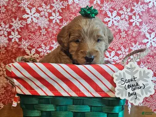 Mixed Breed dogs Scout - Ad 19