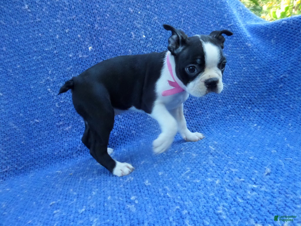 Boston Terrier dogs Vanessa - Ad 4