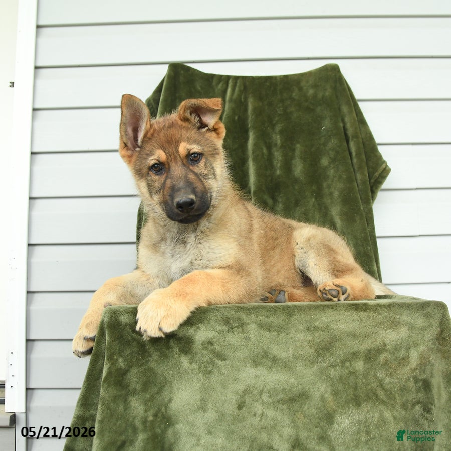 German Shepherd dogs Clover - Ad 1