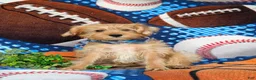 Shorkie dogs for sale: Ludlow Hypoallergenic - Ad 3