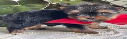 Biewer Terrier dogs for sale: Itty Bitty - Ad 3