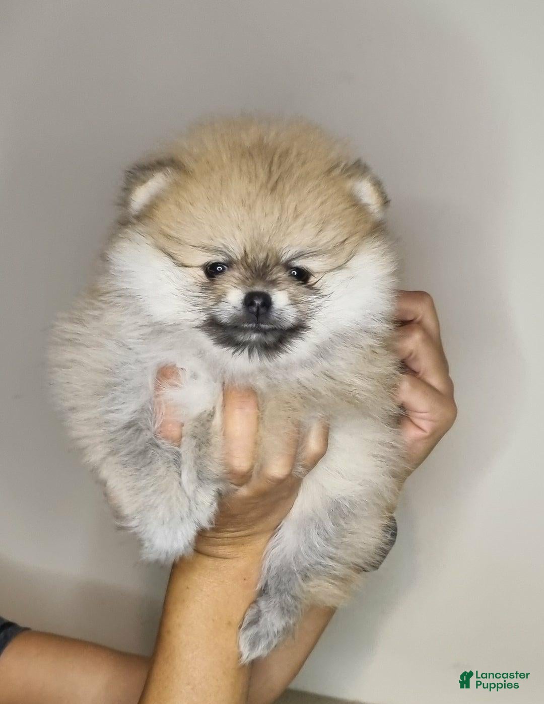 Pomeranian dogs for sale: Sofia - Ad 4