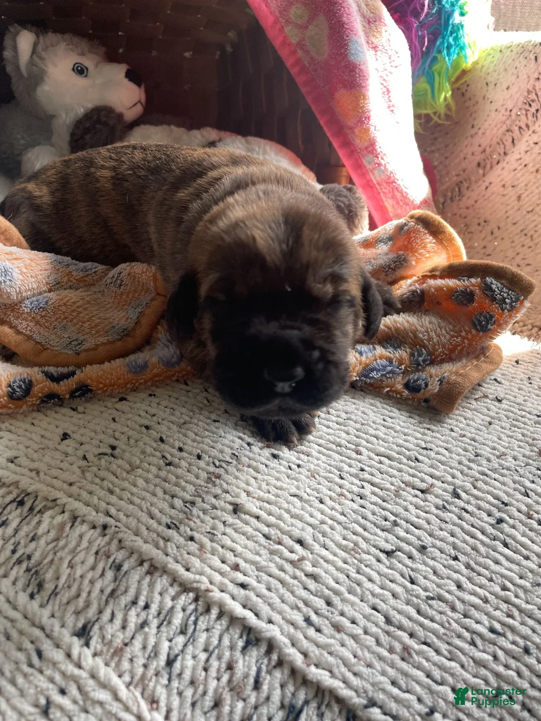 Mixed Breed dogs for sale: Pink - Ad 2