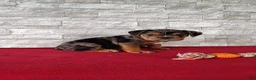 Beabull dogs for sale: Reese - Ad 5