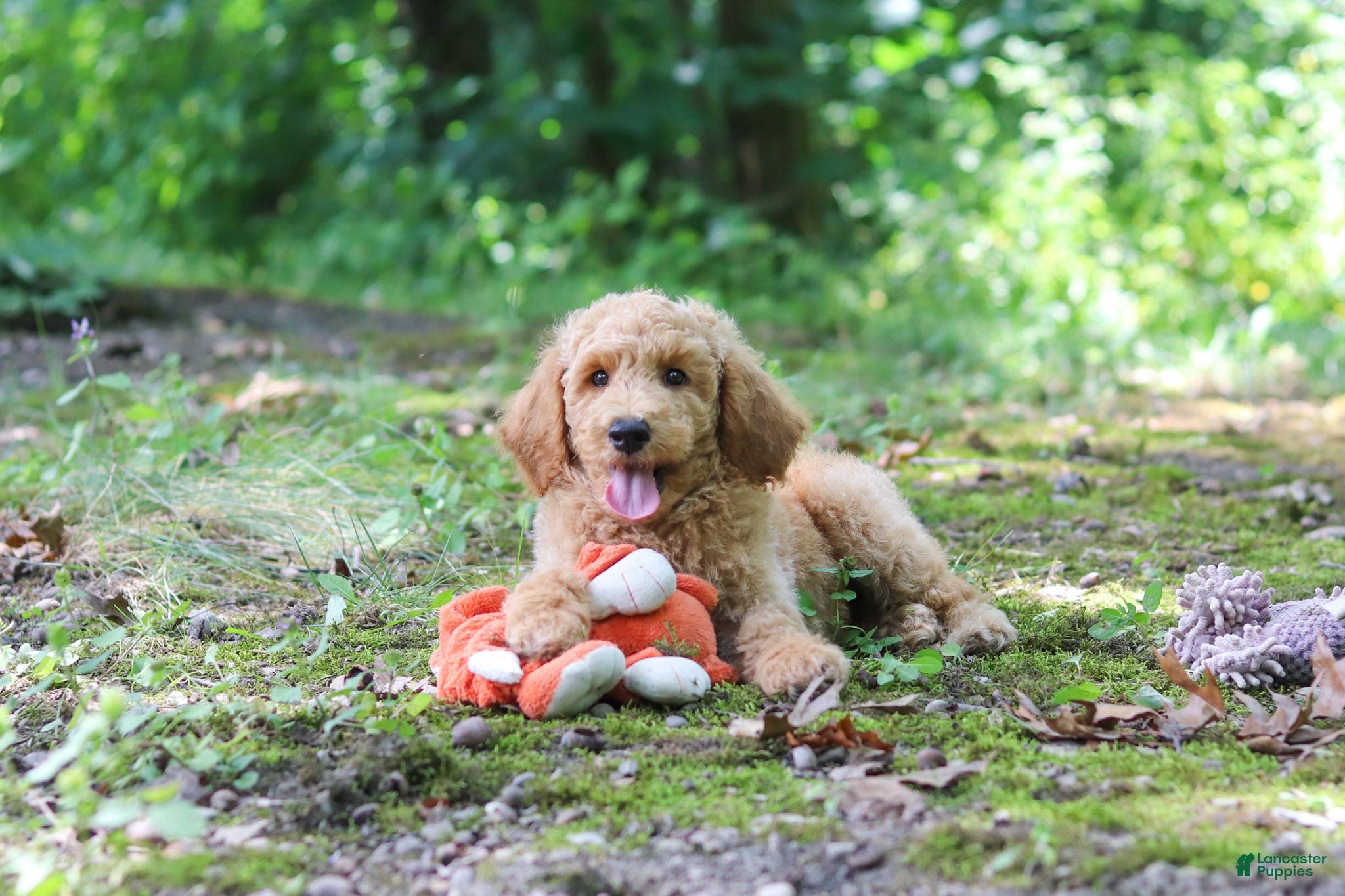 Standard Poodle dogs Leo - Ad 2