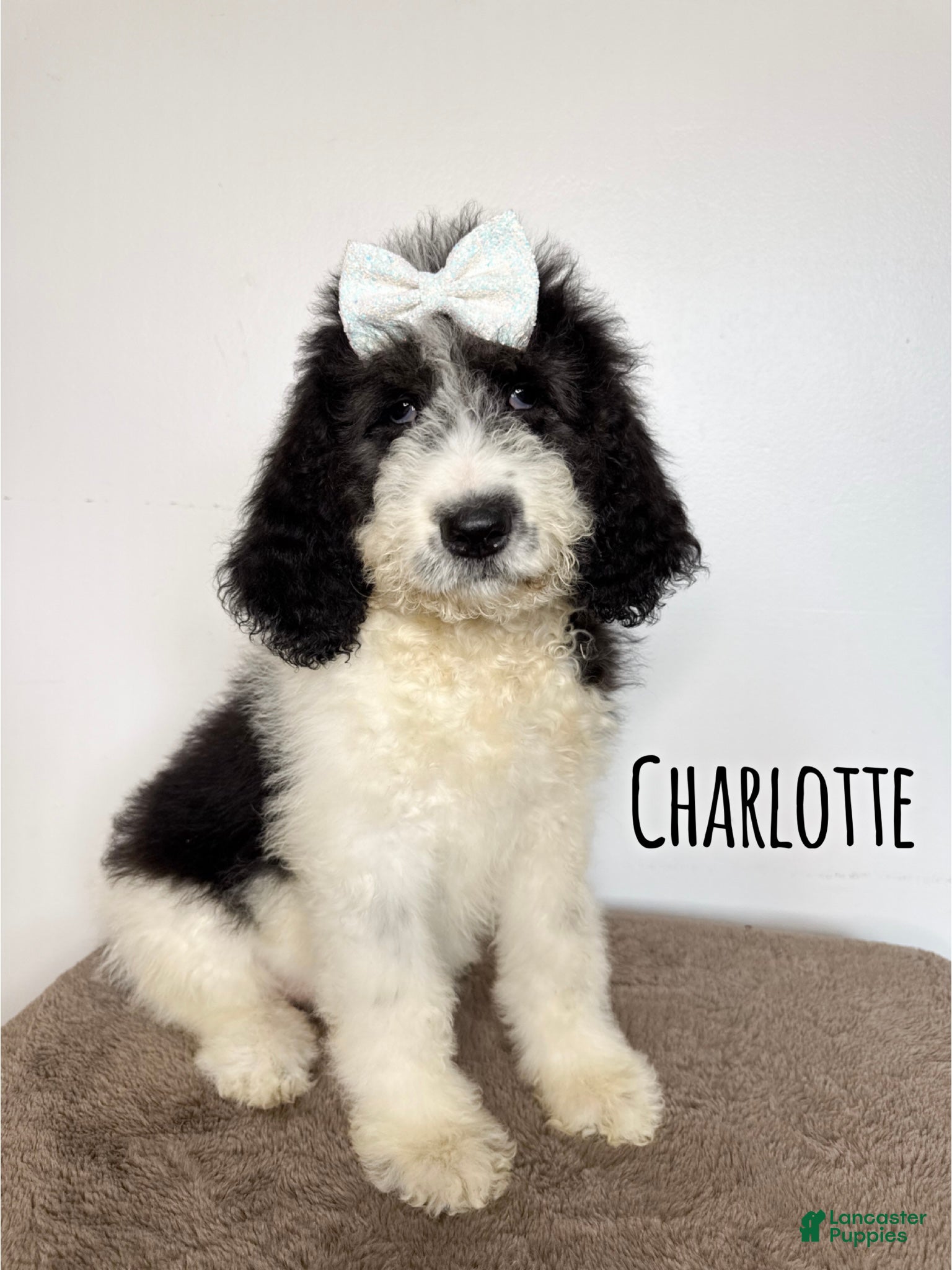 Saint Berdoodles dogs Charlotte - Standard F1b - Ad 1