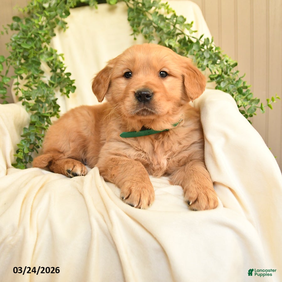 Golden Retriever dogs Mark - Ad 1