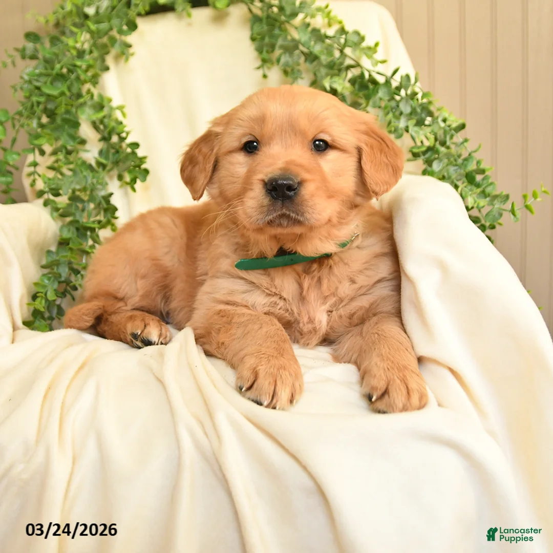 Golden Retriever dogs for sale: Mark - Ad 1