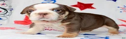 English Bulldog dogs for sale: Coco - Ad 3