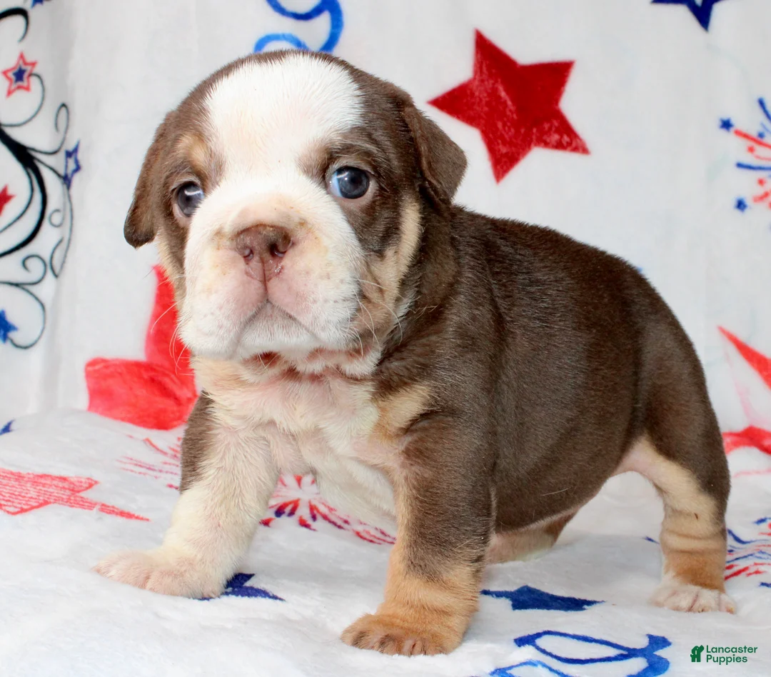 English Bulldog dogs for sale: Coco - Ad 3