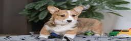 Welsh Corgi Pembroke dogs for sale: Hope - Ad 4