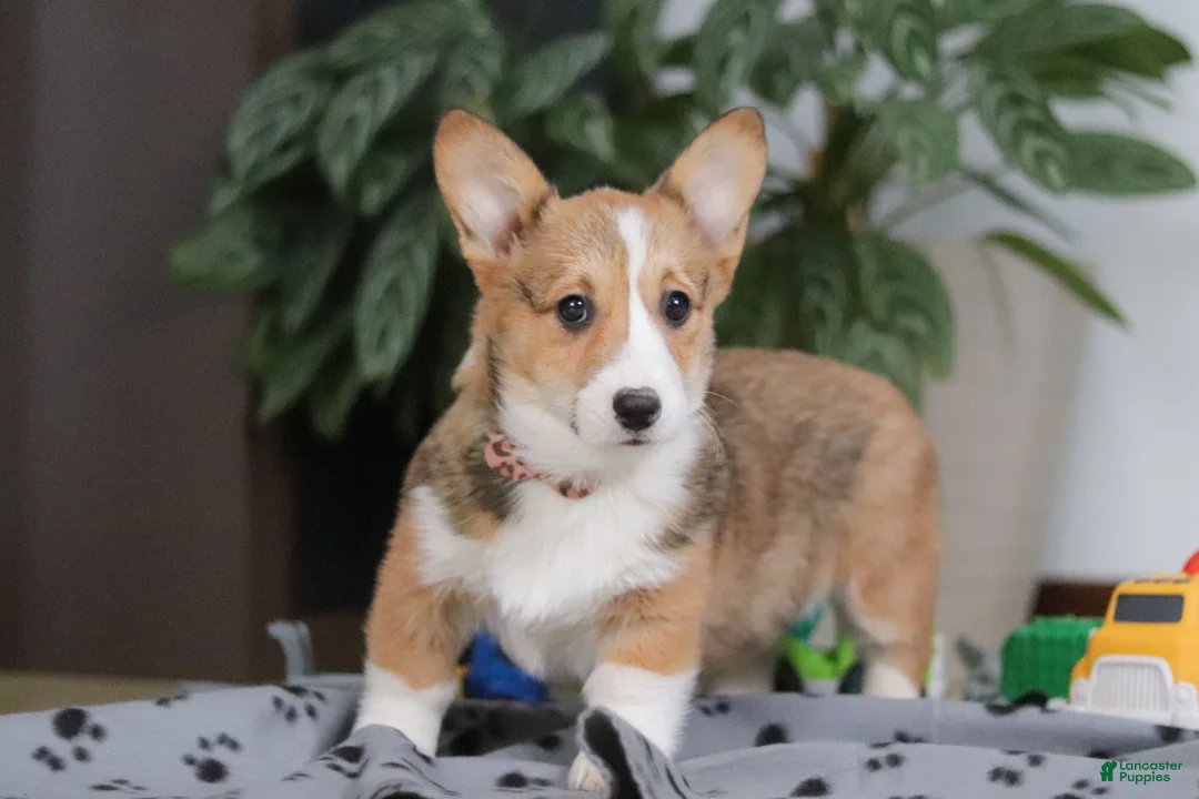 Welsh Corgi Pembroke dogs for sale: Hope - Ad 4