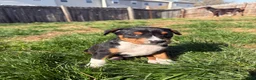 Mixed Breed dogs for sale: EJ - Ad 5
