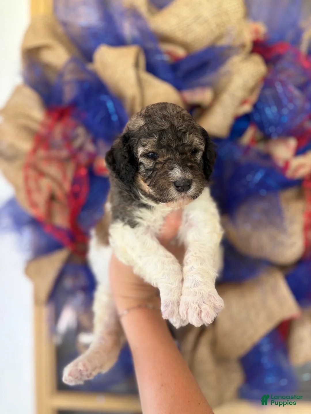 Aussiedoodle dogs for sale: Aussiedoodle 5 - Ad 1