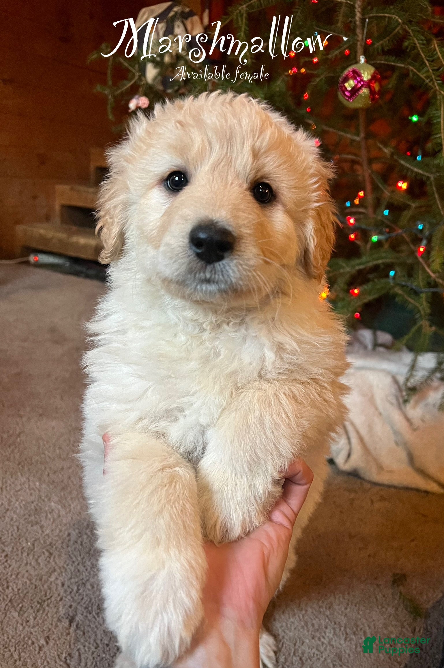 Mixed Breed dogs Marshmallow - Ad 18