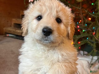 Mixed Breed dogs Marshmallow - Ad 36