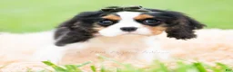 Cavalier King Charles Spaniel dogs for sale: Charles - Ad 5