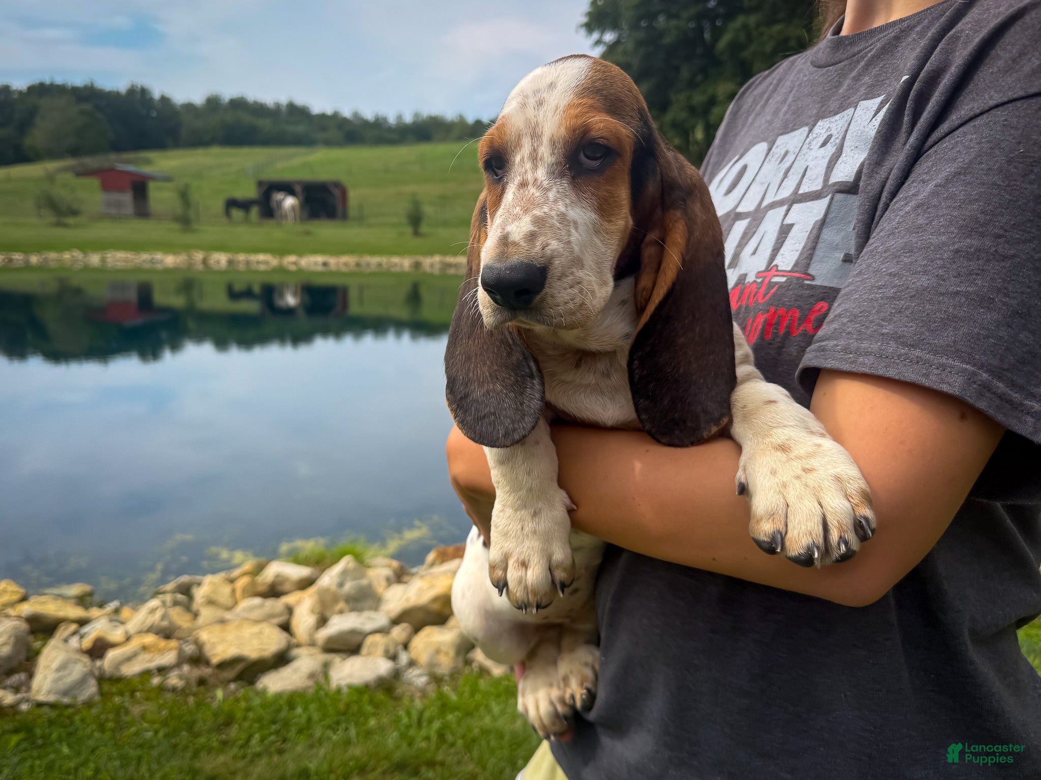 Basset Hound dogs Mabel - Ad 1