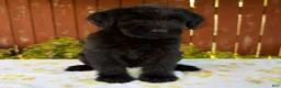 Giant Schnauzer dogs for sale: Roxann - Ad 5