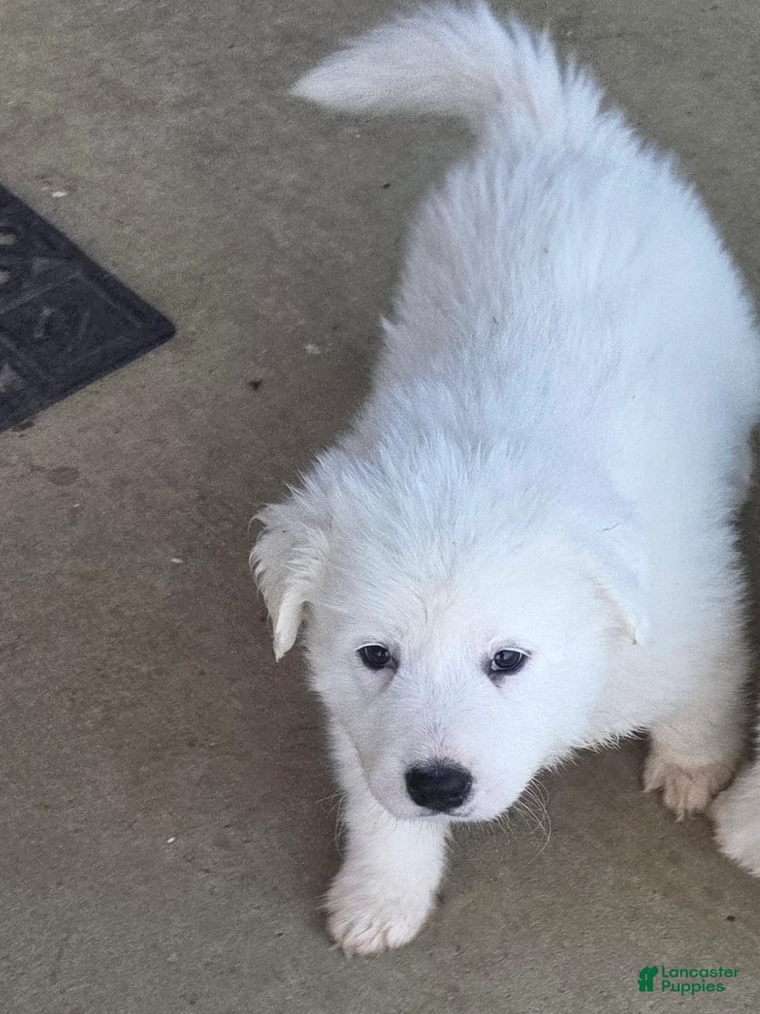 Great Pyrenees dogs for sale: Polar - Ad 5