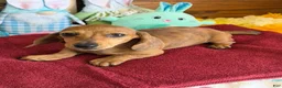 Miniature Dachshund dogs for sale: Ellis - Ad 1