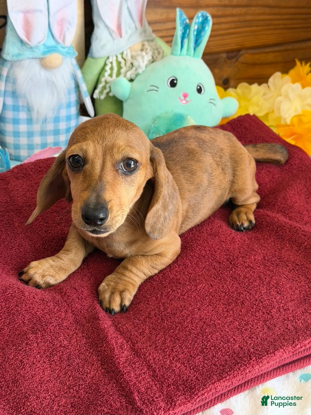 Miniature Dachshund dogs for sale: Ellis - Ad 1