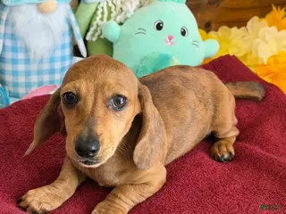 Miniature Dachshund dogs Ellis - Ad 25