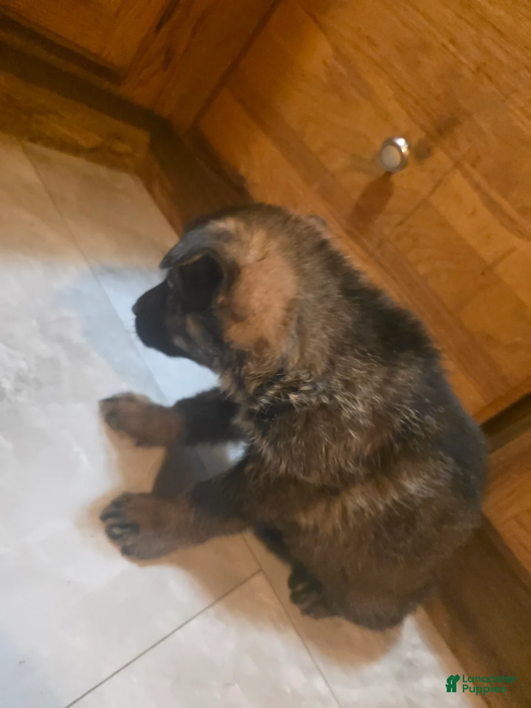 Golden Shepherd dogs for sale: German Shepherd Puppy 2 - Ad 2