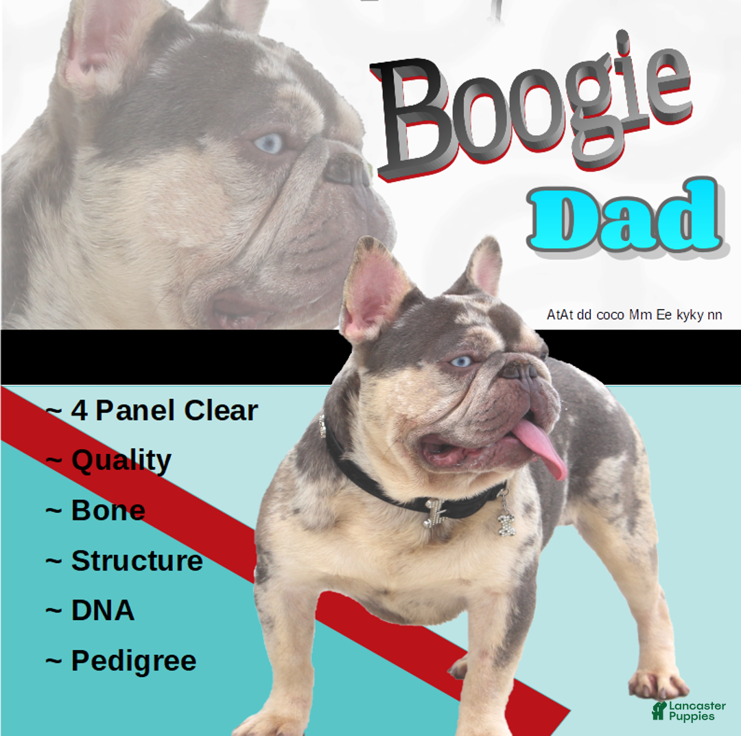 French Bulldog dogs for sale: Lucy - Ad 7