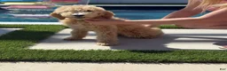 Goldendoodle dogs for sale: Goldendoodle 2 - Ad 3