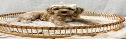 Cavapoo dogs for sale: Summer - Ad 4