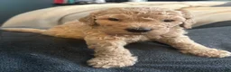 Goldendoodle dogs for sale: Goldendoodle Puppy 1 - Ad 2