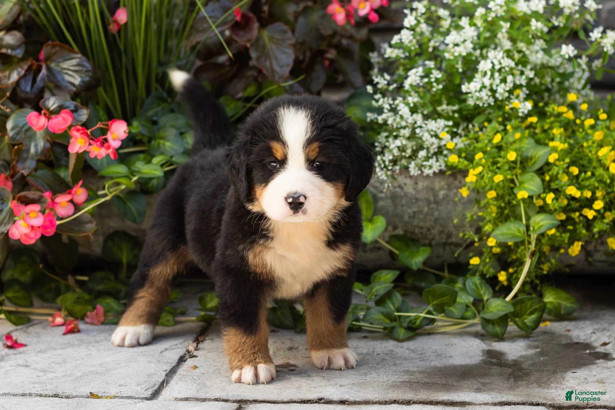 Bernese Mountain Dog dogs Molly - Ad 10