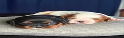 Cavalier King Charles Spaniel dogs for sale: Cavalier King Charles Spaniel 2 - Ad 8