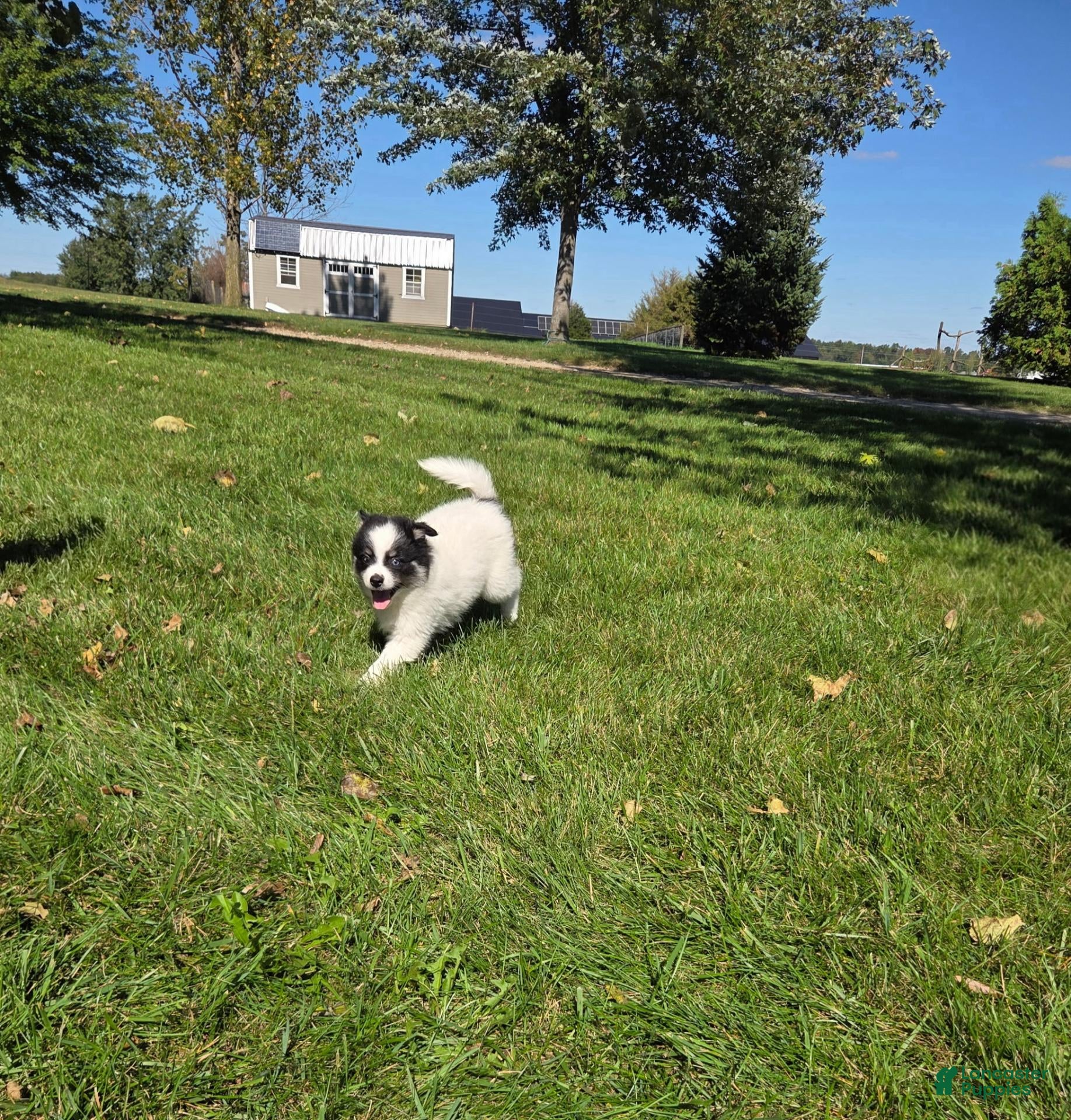 Pomsky dogs for sale: Carmel - Ad 26