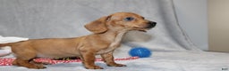 Miniature Dachshund dogs for sale: Button - Ad 15