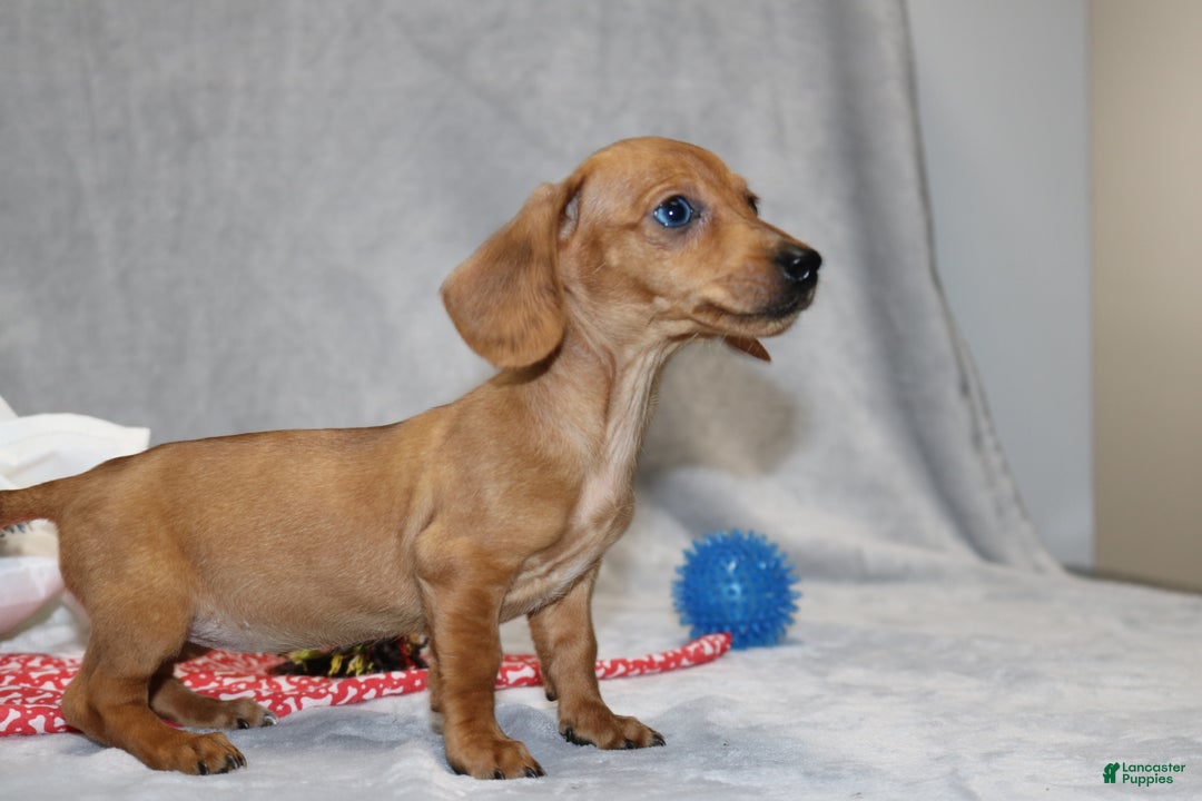 Miniature Dachshund dogs for sale: Button - Ad 15