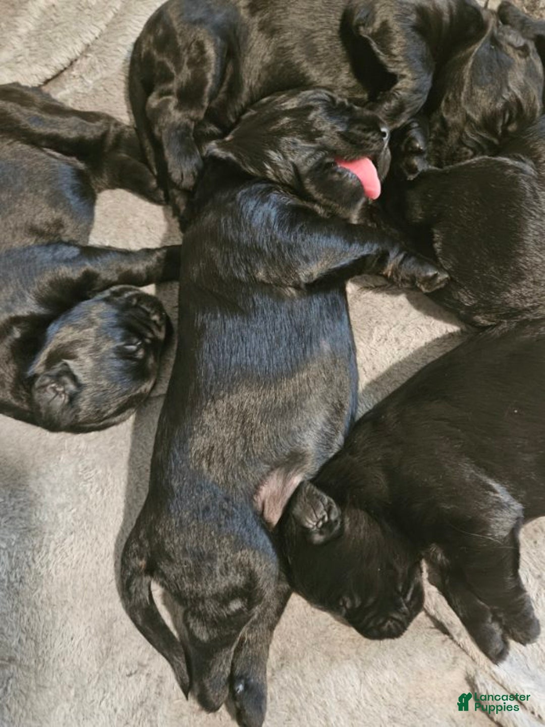 Giant Schnauzer dogs for sale: Giant Schnauzer Puppy 1 - Ad 2