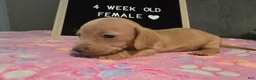 Miniature Dachshund dogs for sale: Miniature Dachshund 3 - Ad 2