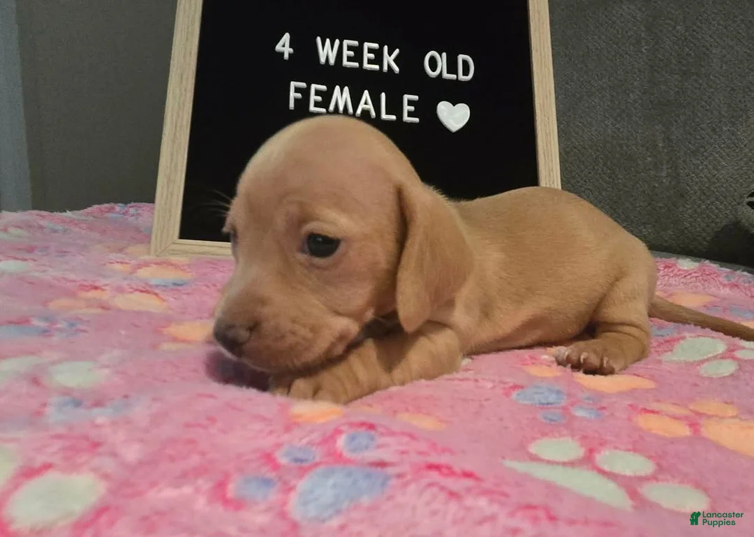 Miniature Dachshund dogs for sale: Miniature Dachshund 3 - Ad 2