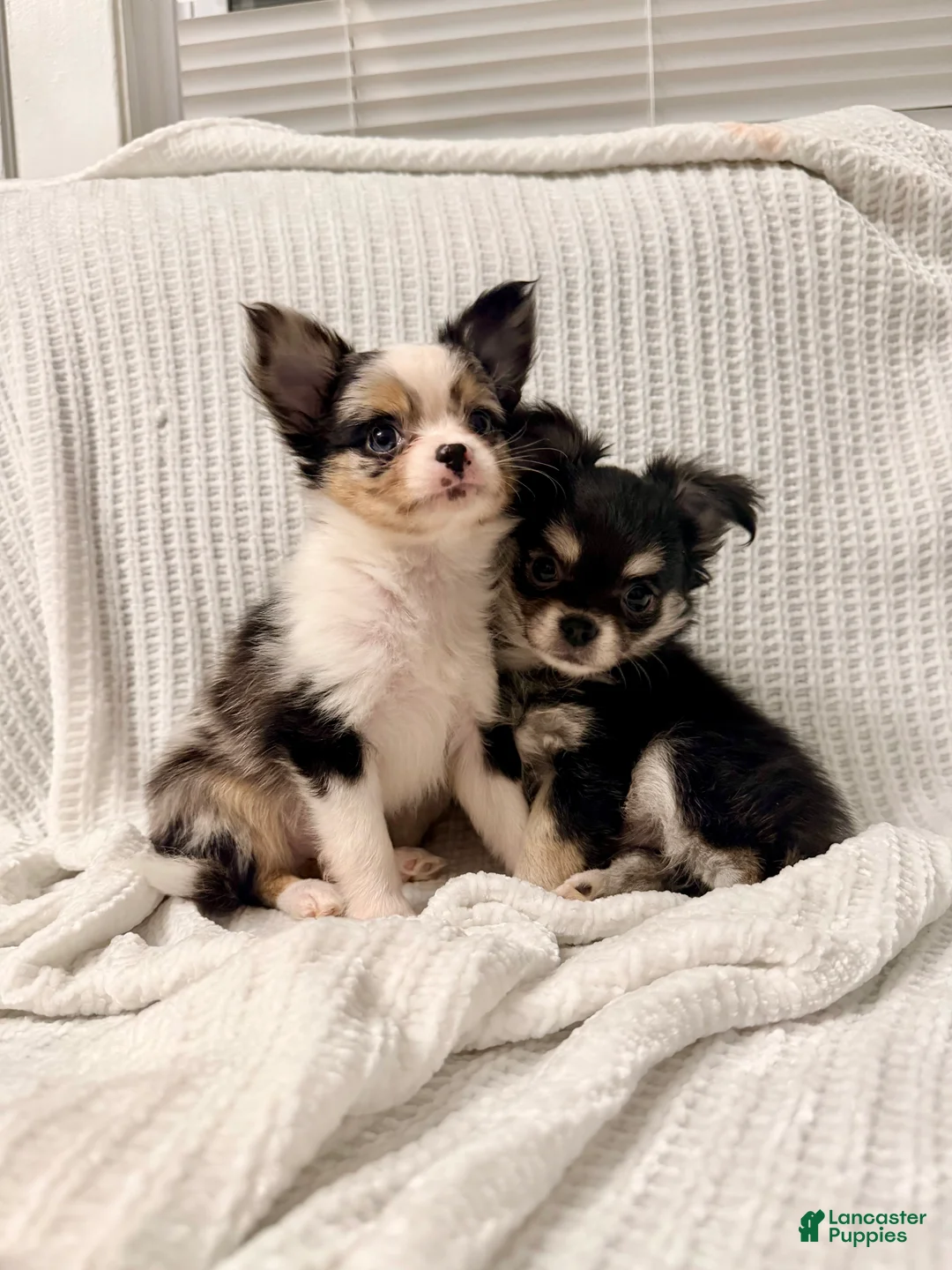 Chihuahua dogs for sale: Ozzie  - Ad 5