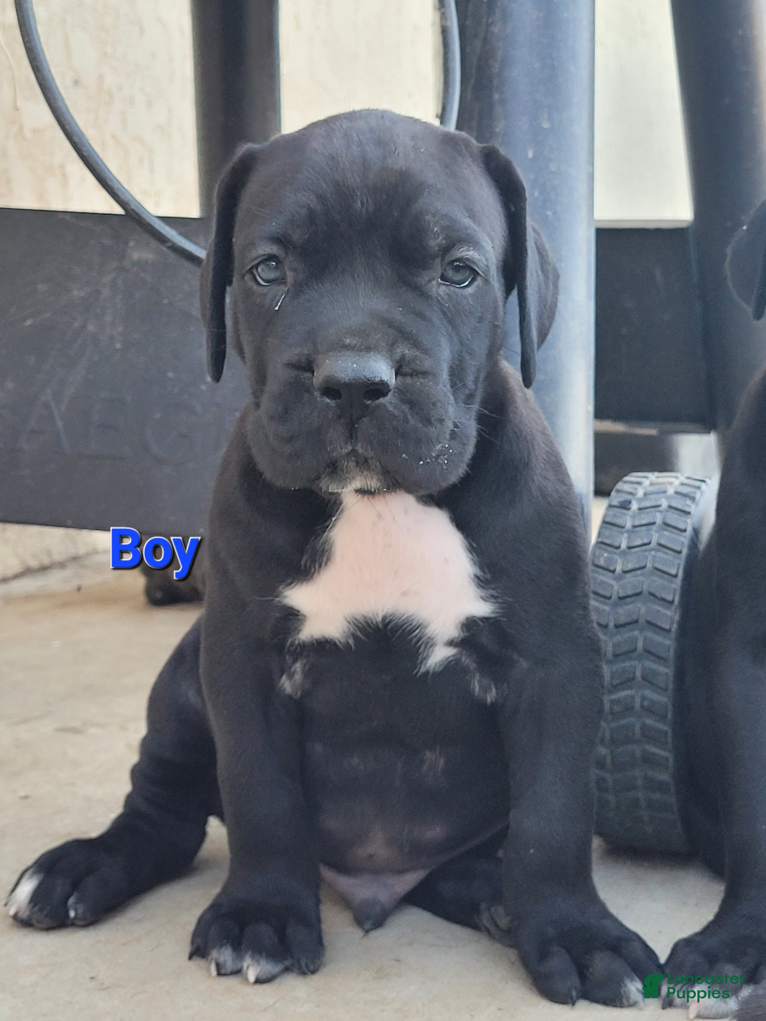 Cane Corso dogs Orion - Ad 1