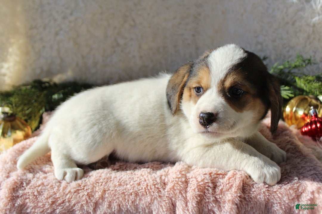 Mixed Breed dogs for sale: Abby - Ad 5