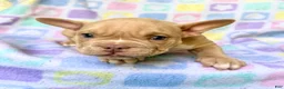 American Bully dogs for sale: American Bully 3 - Ad 6
