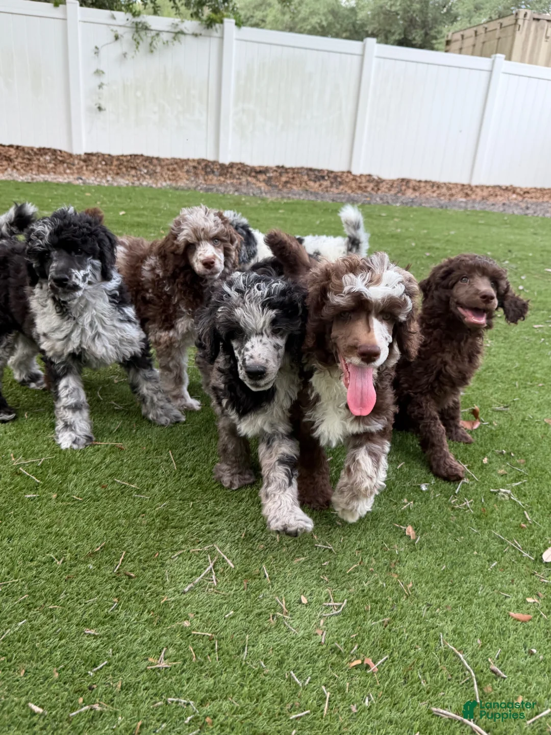 Standard Poodle dogs for sale: Robin  - Ad 6