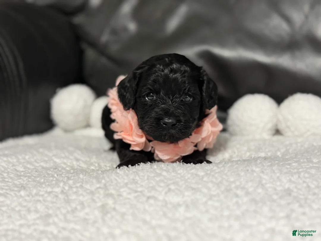 Cavapoo dogs for sale: Lulu - Ad 5