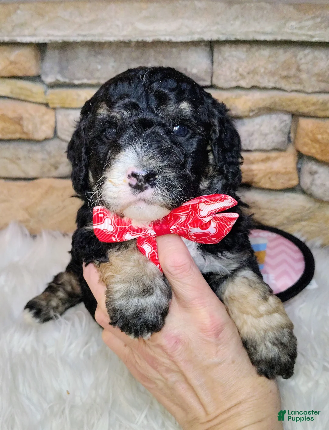 Saint Berdoodles dogs for sale: Frodo F1b Mini St Berdoodle  - Ad 5