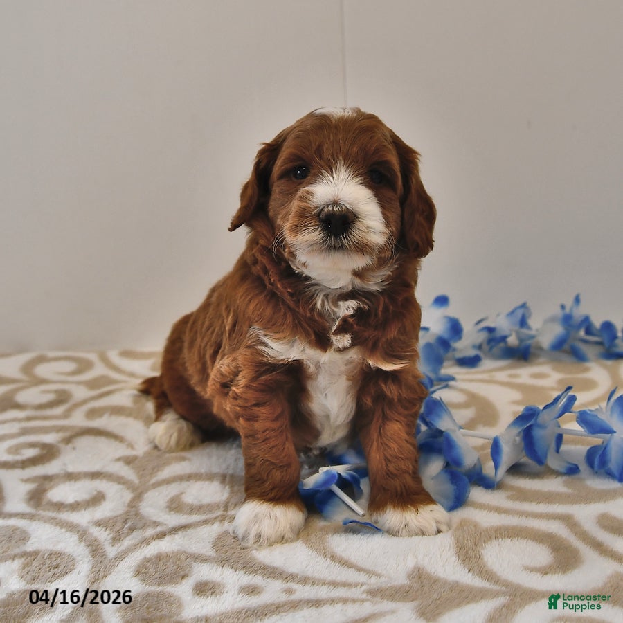 Mini Goldendoodle dogs Rocco - Ad 1