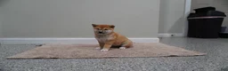 Shiba Inu dogs for sale: Shiba Inu Puppy 4 - Ad 5